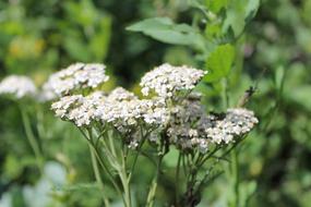 Nature Yarrow Meadow flowers