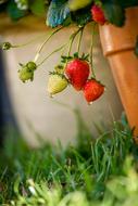 strawberries in the garden in the rain close-up on a blurred background