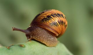 Snail Cactus