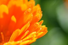 Calendula Medicinal Plant