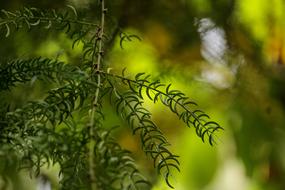 Racemosus green flowers