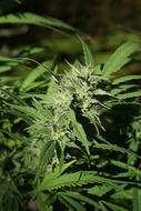 green Cannabis Bud