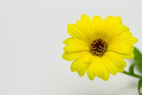yellow marigold flower on white