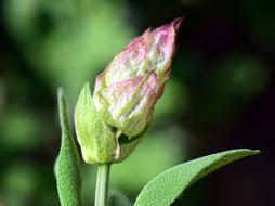 Flower Bud green pink white