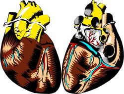heart anatomy organ