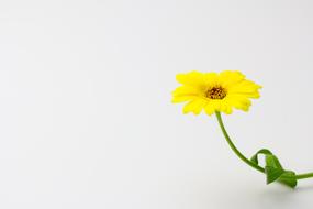 Calendula Flower Yellow on a white background
