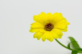 nice Calendula Flower Yellow