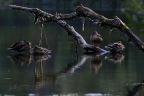Lake Ducks