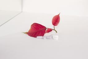 pills and red leaves