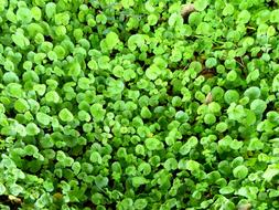 Centella Asiatic Pennywort