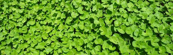 Herb Medicinal Indian