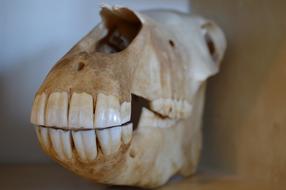photo of the jaw of a dead horse