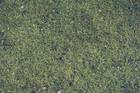 Grass Lawn green fresh