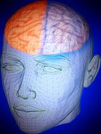 head brain function medical