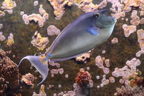 Rhino Fish, Nose Doctor fish underwater