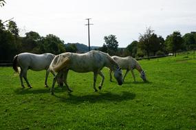 Horse Pasture green