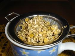 Chamomile Blossoms in pot