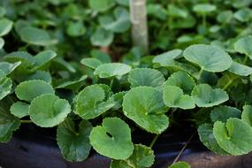 photo of green centella leaf