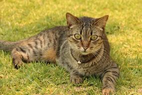 Gata Cat Feline relax