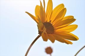 yellow mountain arnica