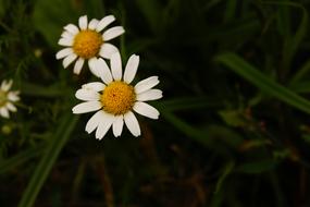 amazing Chamomile Yellow White