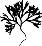 silhouette of plant, herbal medicine, icon