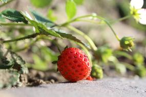 Strawberry Red Fruit green leaf