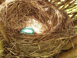 one blue Egg in Nest