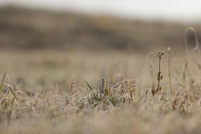 dry grass on meadow at fall, Germany