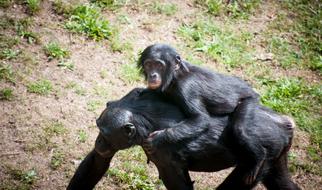 Chimpanzee Mother walking with Child on her back