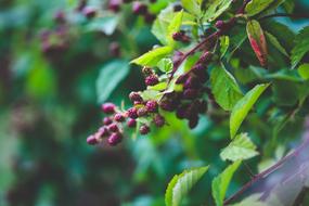 unripe Blackberries on twigs