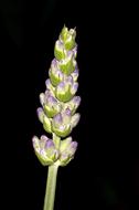closed lavender buds on a black background