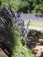 Lavender Tufts flowers