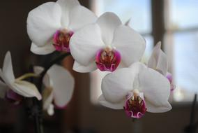 charming Orchids White Flower