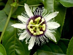 white Passion Flower