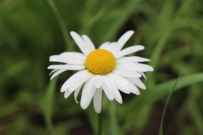 charming Chamomile Plant Edible