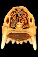 Nose and Tooth Anatomy