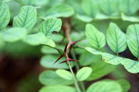 Nature Thorns Leaf green