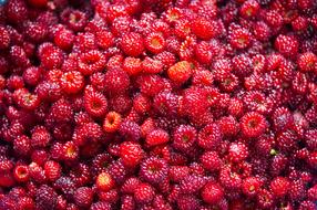Strawberry Mountain berry