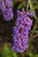 Flowers Shrubs purple
