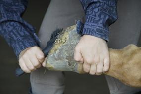 Hoof Care Gouge