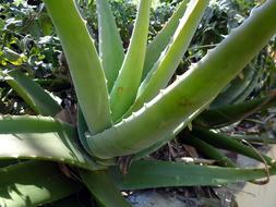 green Aloe Vera