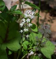 beautiful Wildflower