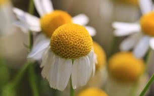 medicinal chamomile flowerhead
