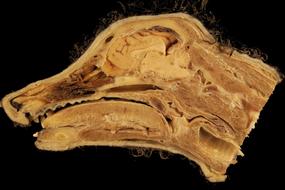 sagittal section of dog’s head