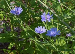 Wild Chicory Flower