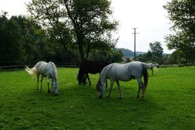 nice Horse Pasture