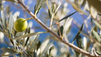 Olive, one green fruit on branch