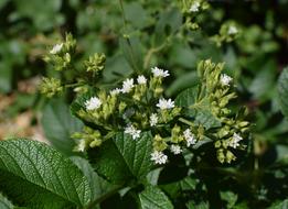 stevia blossoms close up