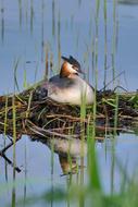 Great Crested Grebe Nest